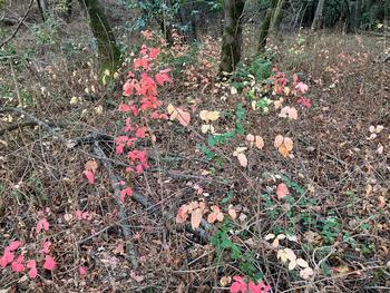 Poison oak in many colors. Photo: Sara O'Keefe