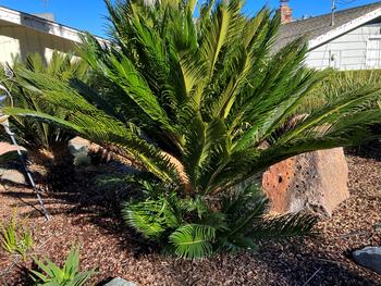 Sago palm is toxic to humans and pets. Photo: Sara O'Keefe