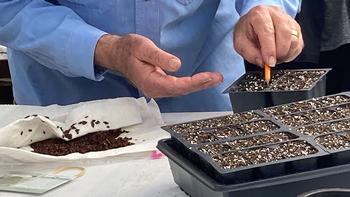 Start seeds indoors and be ready to plant outside when the weather is right.  Consistent regular watering makes happy starts. Photo: Alice Cason