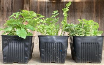 Herbs like lemon balm, cilantro, and oregano are ready to transplant outside into the garden after slowly “hardening off” for short periods of time.
