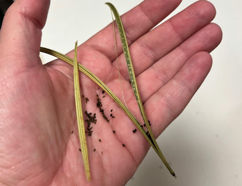 Look for the dried seed head on California poppies for the gift of seeds inside. Photo: Anne Schellman