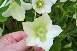 Lenten rose