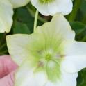 Easy spring bloomers for your garden