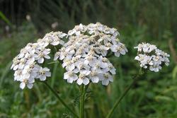 Yarrow