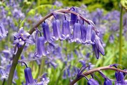 Bluebells