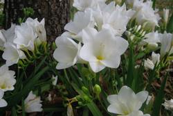 Freesias