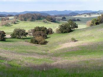 Oak woodlands. Photo: William Suckow