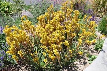 Photo: GardenSoft
