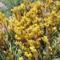 Kangaroo paws