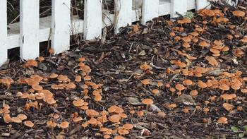 This outcropping of LBJs (little brown jobs) has a sizable mycelium underground. Photo: Diane Lynch