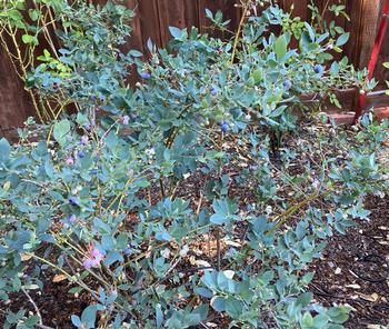 Some blueberries are ready to pick. Photo: Sara O'Keefe