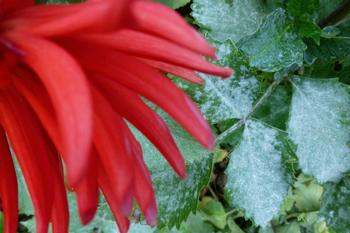 Powdery mildew on a dahlia. Photo: Martha Proctor