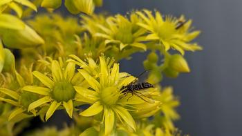 A syrphid fly on Aeonium flower. Syrphid flies are under-appreciated beneficials that feed on pollen & nectar and eat mealybugs & aphids. Lillian Trac