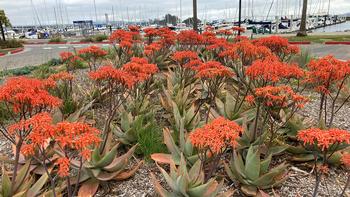 Aloes growing in San Rafael in February. Photo: Alice Cason