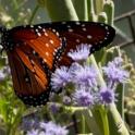 May 2024: Flowers and Edibles Make Good Neighbors