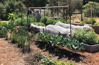 The Marin Master Gardener No Dig Edible Demonstration Garden at the Indian Valley Organic Farm and Garden. Photo: Marin Master Gardeners