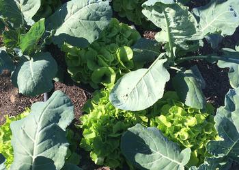 Intercropping in a commercial No Dig garden is an efficient and artful way to extend the harvest. Photo: Elizabeth Kaiser of Singing Frog Farms