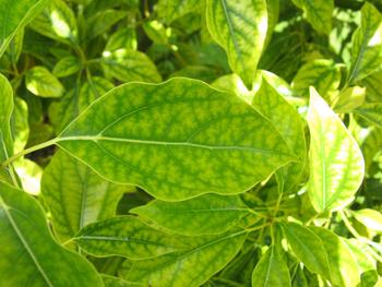 Soil pH above 7.0 can reduce iron availability to plants and result in chlorosis - pale leaves with green veins. Photo: Wikimedia Commons