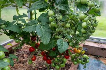 Many fruits and vegetables use up nutrients in the soil rapidly and need to have them replenished during the growing season.  Photo: PxHere
