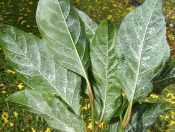 An adult female whitefly deposits 200-400 eggs in circles or semi-circular patterns. Whitefly species feed on ~500 species of host plants. Wikimedia