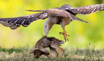 A red-tail hawk snatches a small rabbit in its sharp, powerful talons. Photo: Shanthanu Bhardwaj