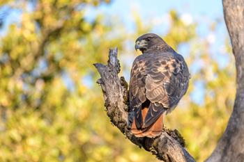 Rusty-red tail feathers are the namesake trait of red-tailed hawks. Photo: Betsy Matsubara, El Sobrante
