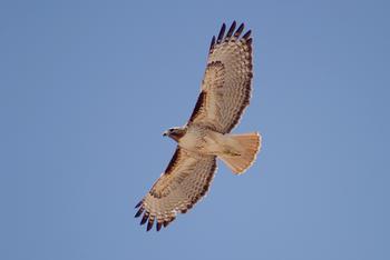 Red-tailed hawks glide silently in wide circles as they search for prey, their wings held wide. Photo: Alan Vernon, Flickr