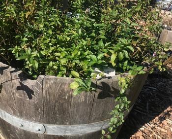 Growing mint in a container prevents it from spreading to other areas of the garden