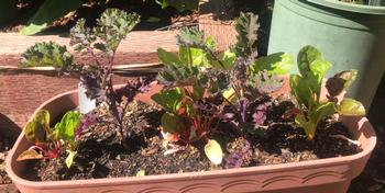 Salad greens can grow in a container that is at least six inches deep