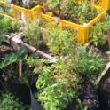 June 2024: Growing Edibles in Containers