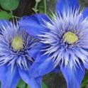 Clematis