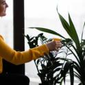 Houseplants bring nature indoors