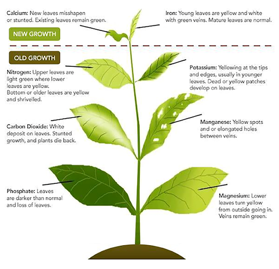 Look closely at the plant and observe! Ask the Expert - Extension