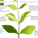 Figuring out plant problems