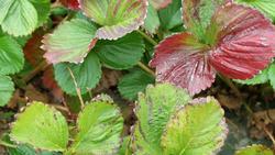 Nitrogen deficiency in strawberry. Photo: UC ANR