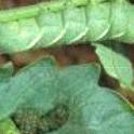Tomato hornworm