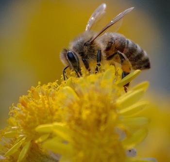 Bee-come an Earth-friendly gardener. Photo: Jane Scurich
