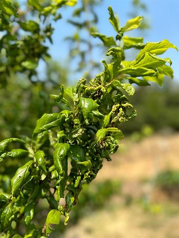 Leaf curl is a fungal disease affecting stone fruits like this Asian plum tree