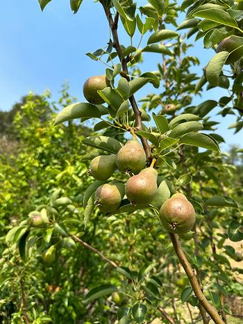 Fruit should be thinned to avoid over burdening tree limbs and to increase the size of the mature fruit.
