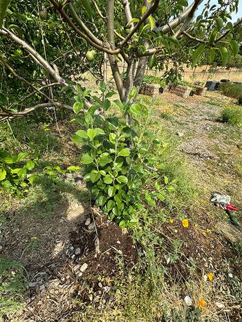 Suckers growing from rootstock should be pruned off as they deplete energy from the tree.