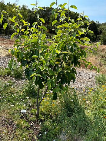 This Asian pear tree has been pruned for optimum size and shape.