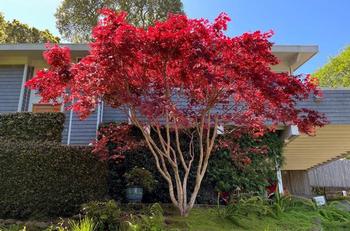 Acer palmatum (Japanese maple) is a purple focal point gracing this home’s entry. Remember to practice fire-safe landscaping.