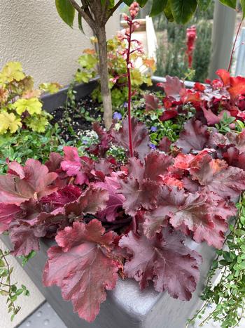 Purple-leafed Heuchera ‘Plum pudding’ begins its long bloom cycle adding pizazz to this planter.