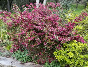 Loropetalum chinense gives depth as a focal point in this planting bed.