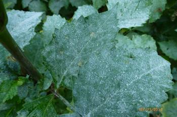 Powdery mildew on a dahlia. Photo: Martha Proctor