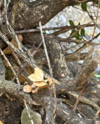 A close-up of the dark stem lesions caused by Cylindrocladium pseudonaviculatum the fungus that causes Boxwood blight. Photo: James Campbell