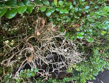 Defoliation is a sure sign that the blight is taking hold on a boxwood hedge. Photo: James Campbell