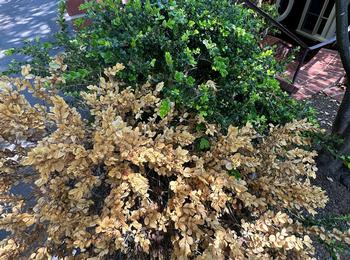 As the fungus advances more leaves will turn brown and defoliation will begin to occur. Photo: James Campbell