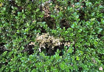 Boxwood blight can start out small and can be easily mistaken for cold damage. Photo: James Campbell