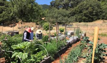 The farm at the Indian Valley Campus of the College of Marin is a Master Gardener project where you can learn and educate others. Gael Perrin